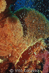 Corals - Subergorgia hicksoni by Vito Lorusso 